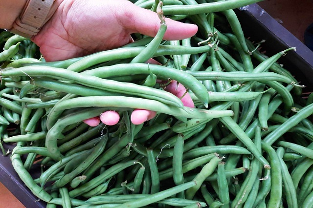 beans